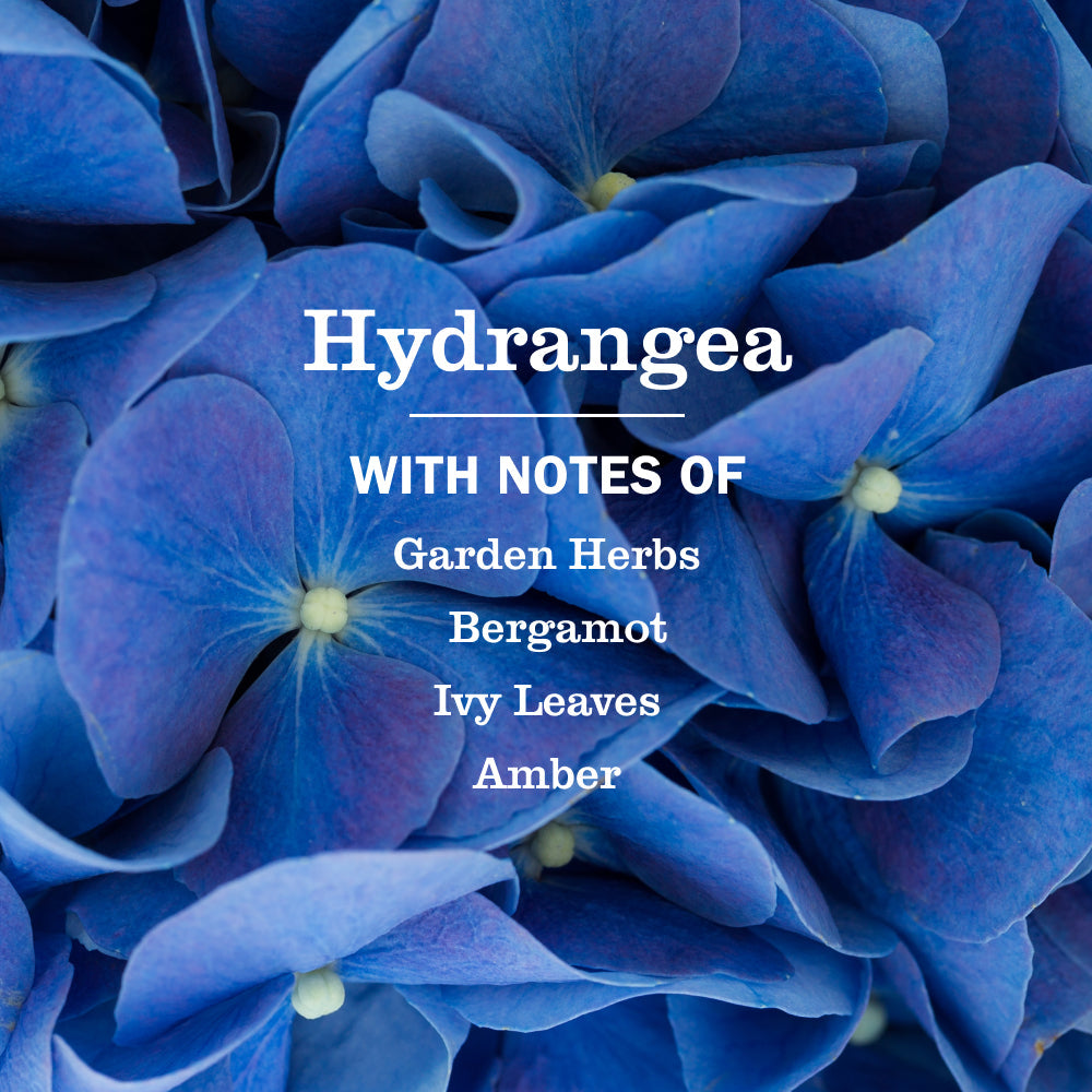Hydrangea Liquid Hand Soap - with Everyday Cleansing